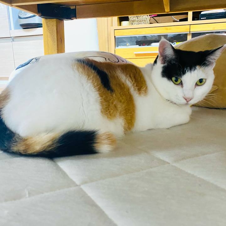 4cea9b53 d256 461d beb9 c3d8f49b46f1 1760791206849