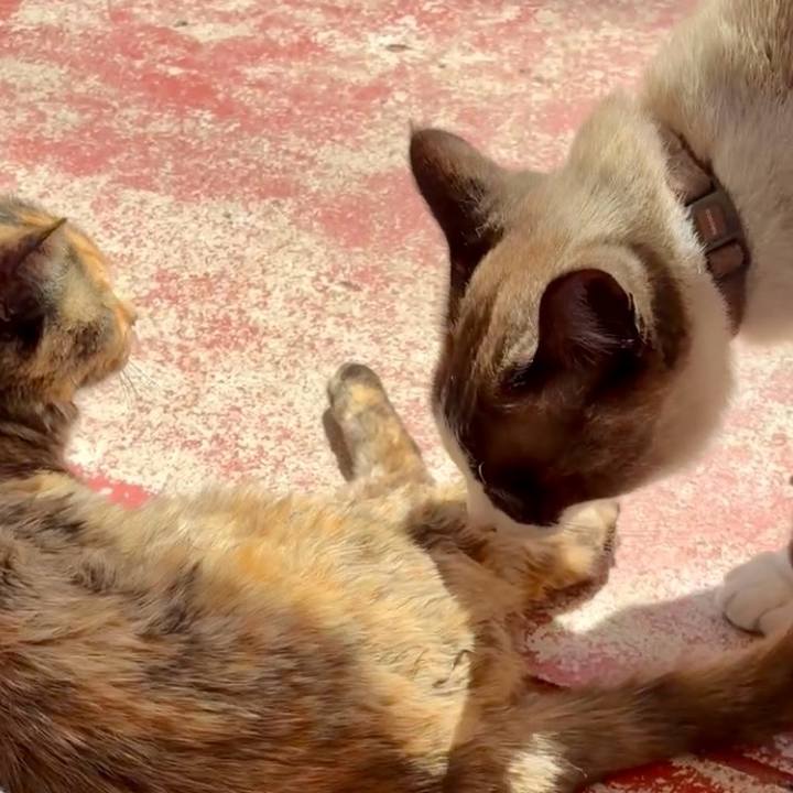 4cead238 1a55 4a8f 9337 83590dc1a22e 1745719586808