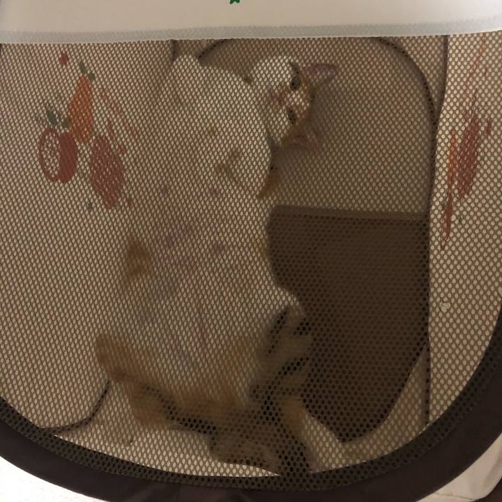 4ceb0034 c363 445a a1dc 4885e9dd6129 1597154205184