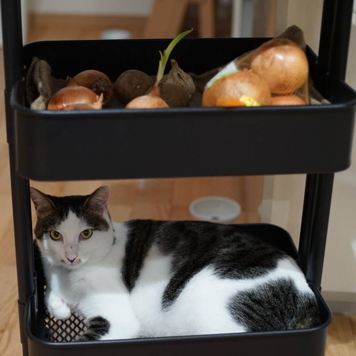 4cec0a77 cb73 4723 b367 0258bc37f47c 1532908897363