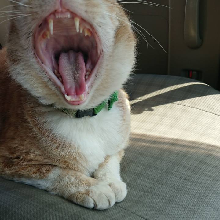 4cec91aa ea18 491a 9c44 a0bd4e393df3 1586671527910