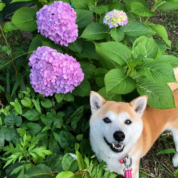 4ced985a 70b7 4020 9691 9ac99aa0e1f7 1654859383308