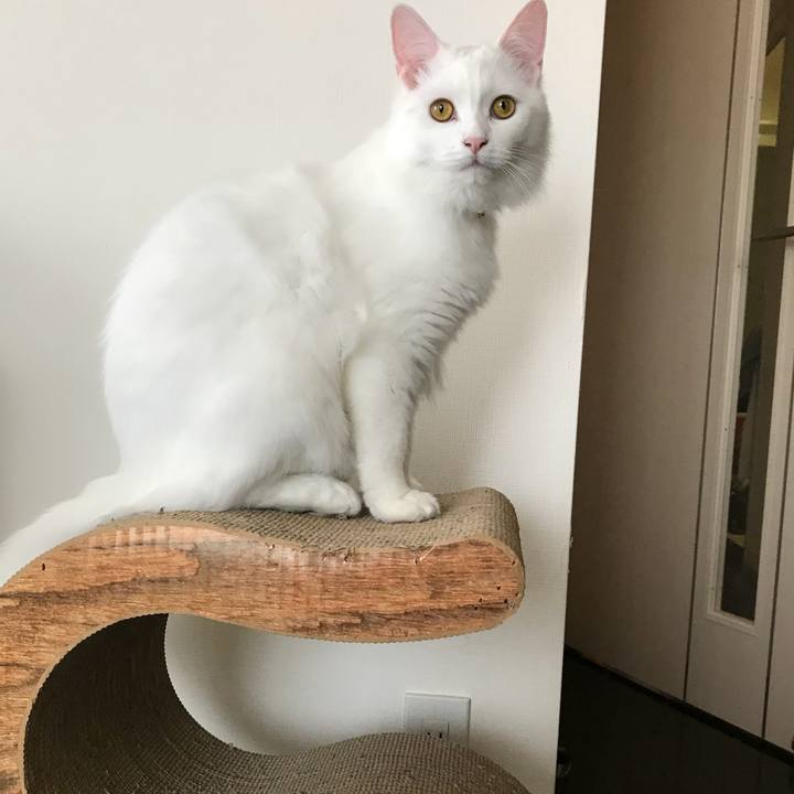 4cee6798 b93a 49de a6f1 e0e0a3ffe7a1 1523711863055