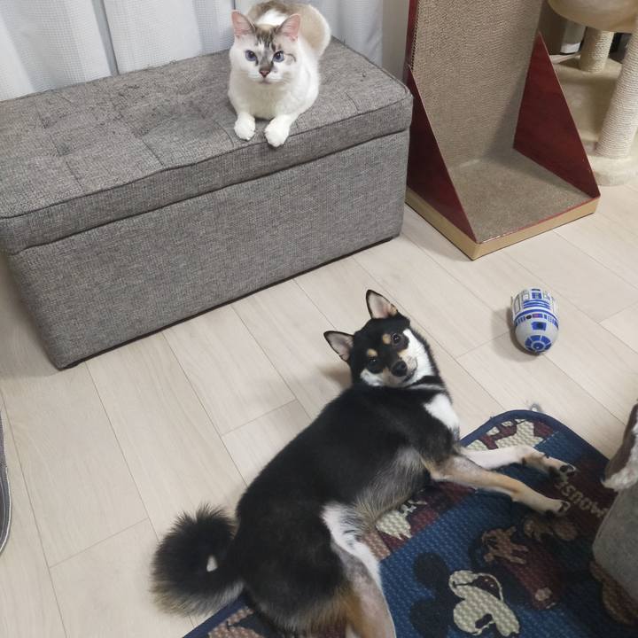 4cefb2d3 94ff 46eb 8908 23e2863722f5 1599741906458