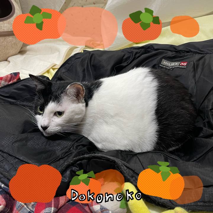 4cf084a6 d7c6 46d3 b4de d2073bfb036a 1761691721580