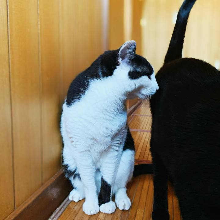 4cf20631 54a3 4f9a 8075 c200a048f2bb 1597802006919