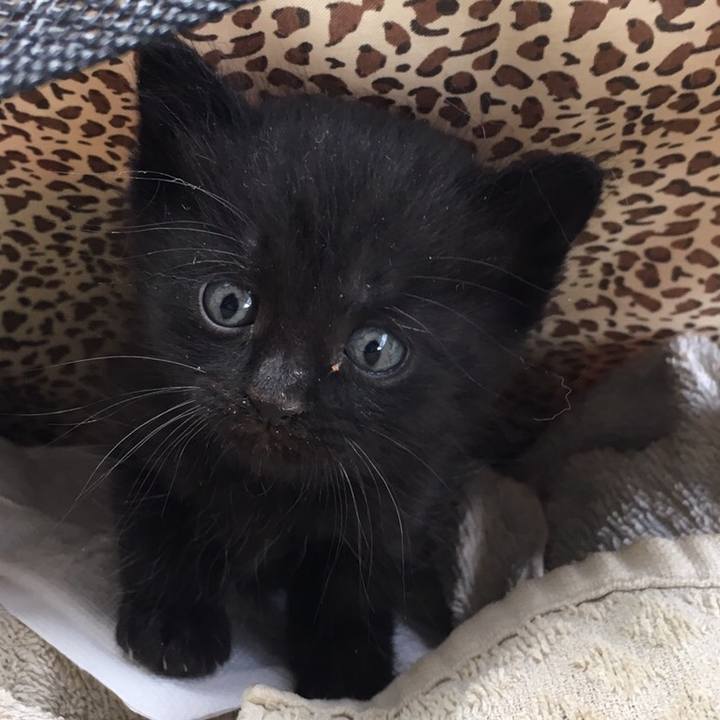 4cf2c4c9 7fc1 4b76 9d03 de13f06ac40a 1510151269653