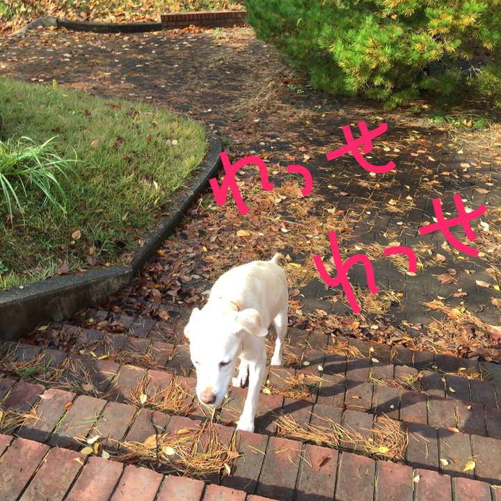 4cf38aa1 0d32 4e5a 8050 8e55b98eaa13 1509878876086