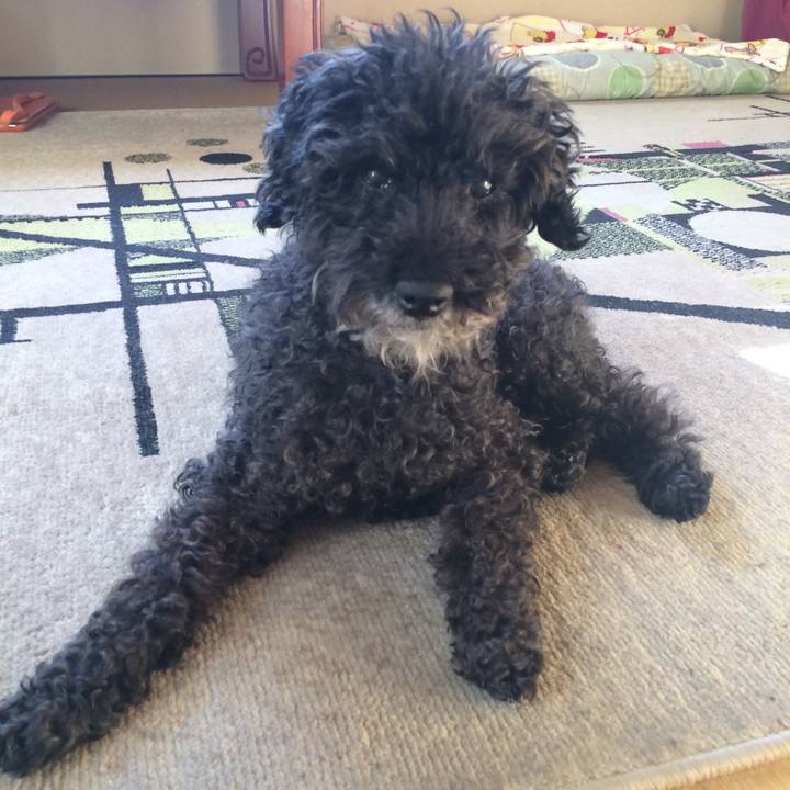 4cf4c91e 9f64 4245 96df 232b35f2fccf 1515849209938