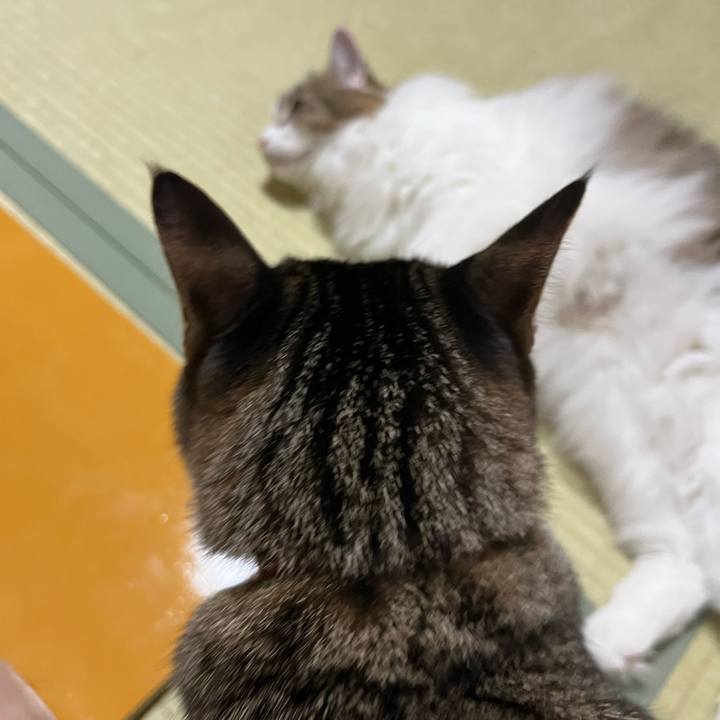 4cf5a8eb 62e5 4ca6 9e71 932d35bd6ea0 1753769289609