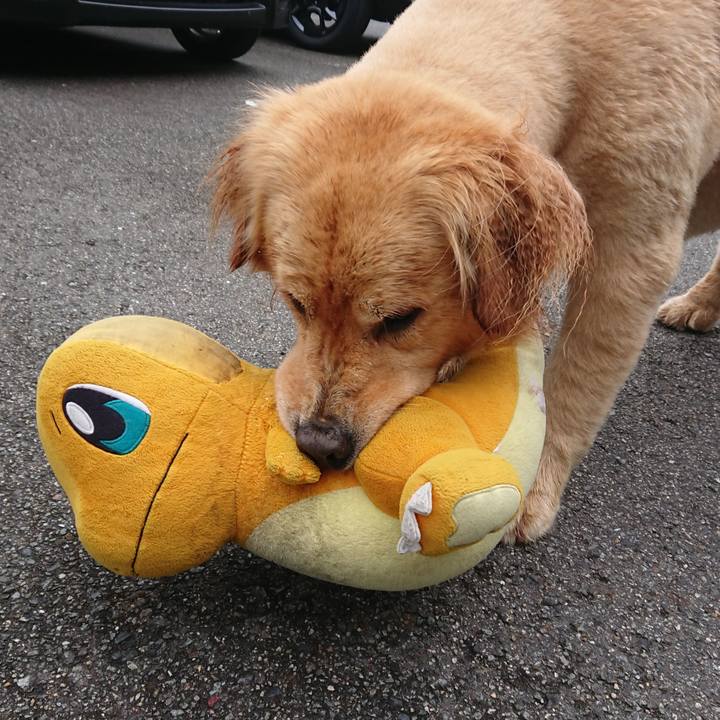 4cf6a590 4e52 4ce3 bc80 7534f220292e 1618609815146