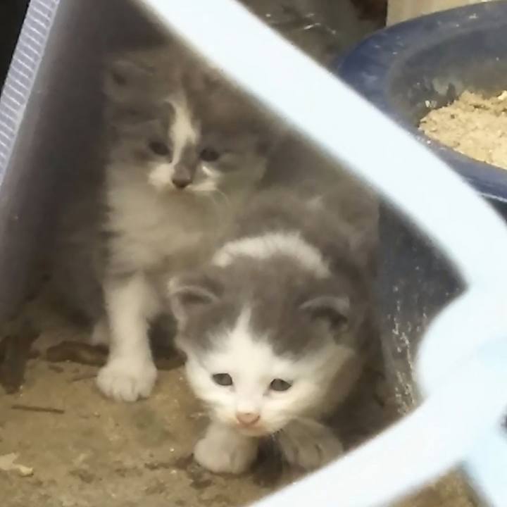 4cf82aca f469 4516 8d11 8f6332274097 1557992260439