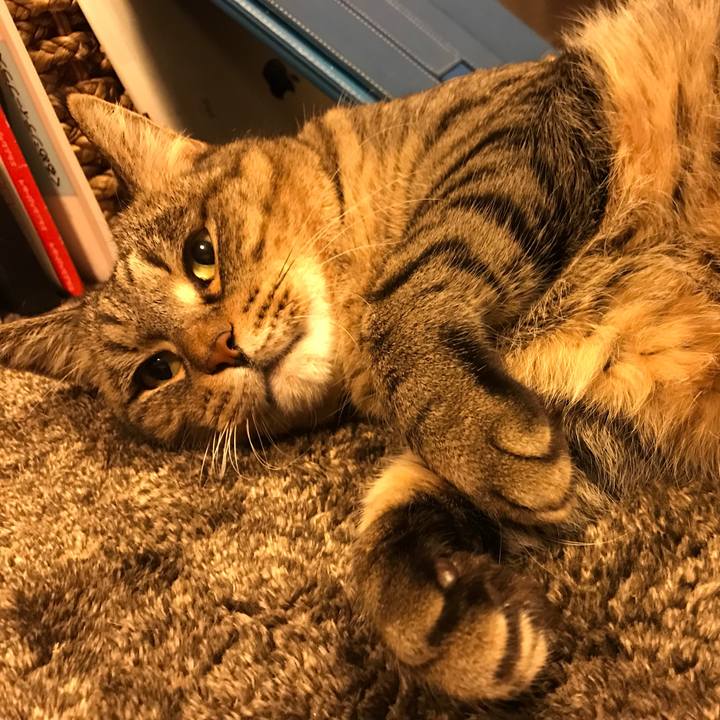 4cf8bf23 4b17 4d45 9988 ea999ca888c7 1542021949756