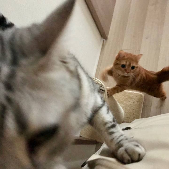 4cf8edc3 4adf 44c9 a714 394481f4f5f8 1519080360495