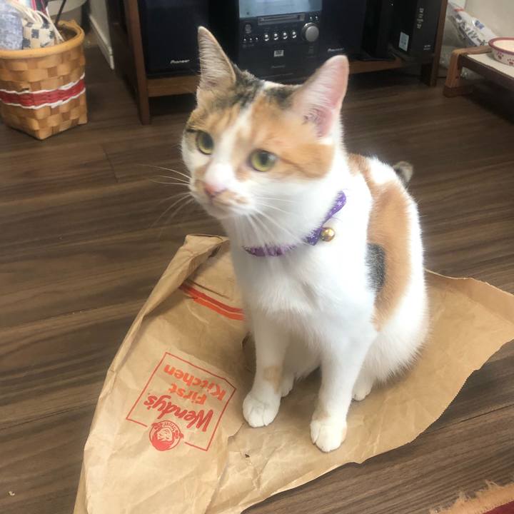 4cfba21c 3c1c 4938 bab4 bf9a6f8434f8 1603842401354