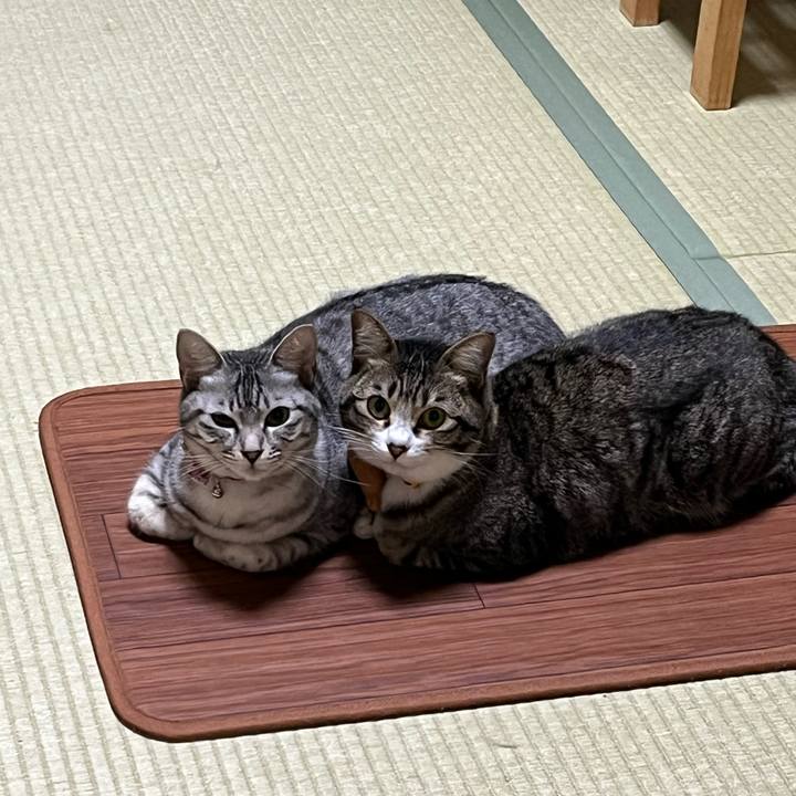 4cfba44a 50af 4084 953c 0edd12f76ce9 1739188977954