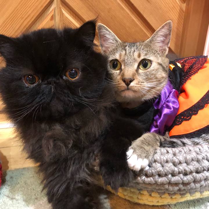 4d016d5b 2564 43e7 b117 0e0a0d96721f 1603714294339