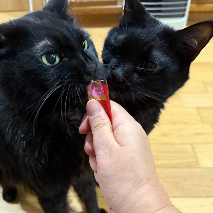 4d0702d9 3760 4ffa 85dc 906c3b5c9fc4 1767171976755