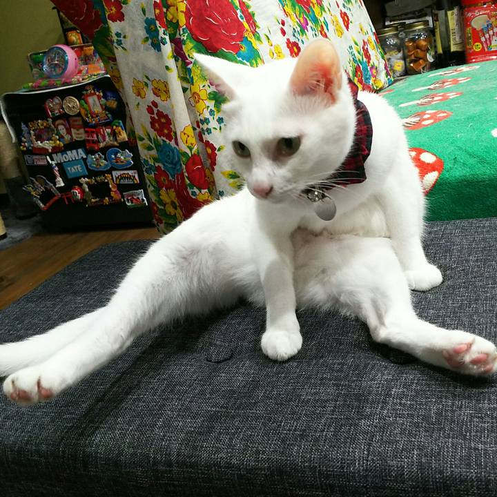 4d076b1b a6ed 4ef6 9582 d7391751cbde 1535980425114