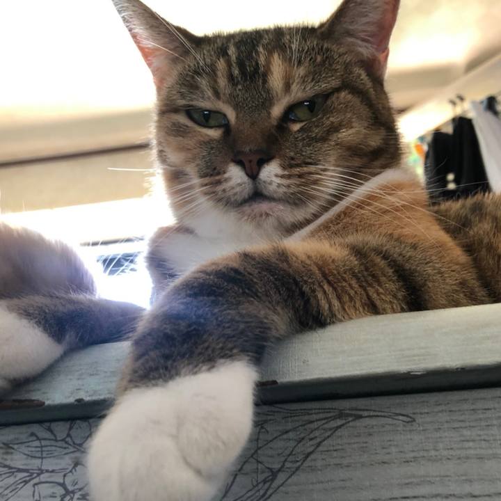 4d0907b7 b58b 4a14 aacb c20188e25ad9 1596288580367