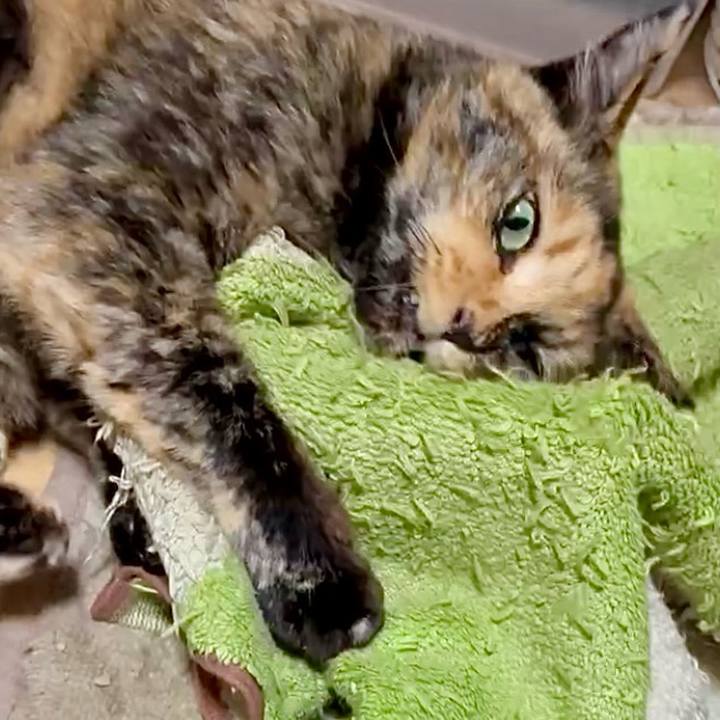 4d0976ca b6c9 43ae 86cf 84da4c475d2a 1750709383690