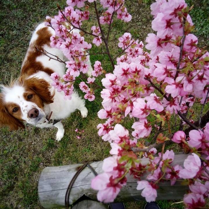 4d0b0cc0 400f 44d5 b3e7 71af67badfbb 1521719849868