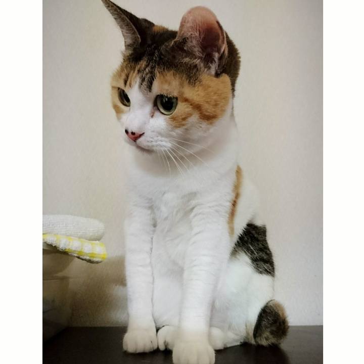 4d0b2a66 640a 49f9 9c68 1c38e93da4db 1553942934298