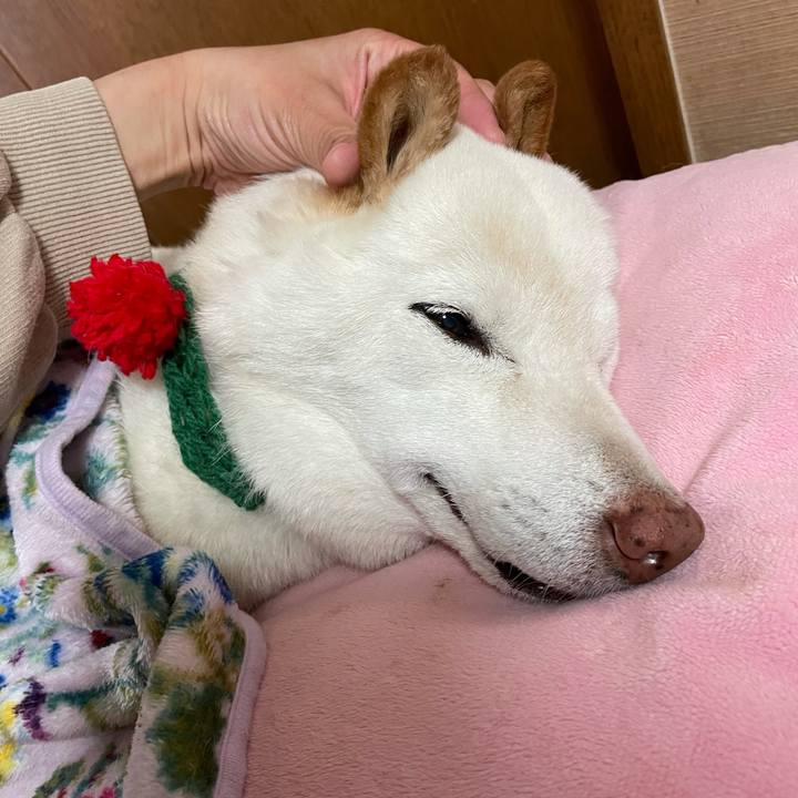 4d0c4147 8b88 45d7 8988 0a2e1a111371 1639492031838