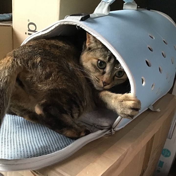 4d0cae51 bf3c 4cc1 9f7c b735712fb830 1618297547464