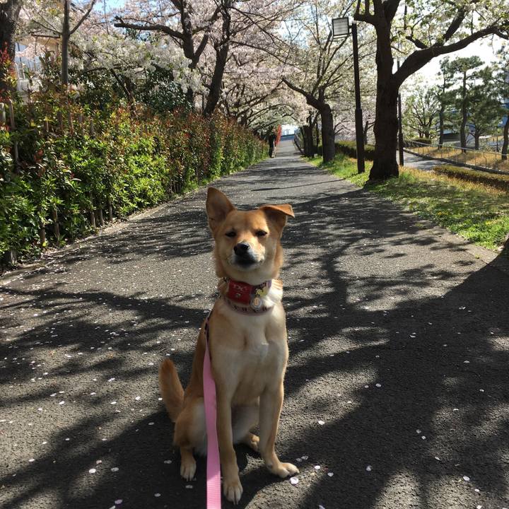 4d12e451 cd22 4814 b0ea d59a1b11d9ad 1522400471961