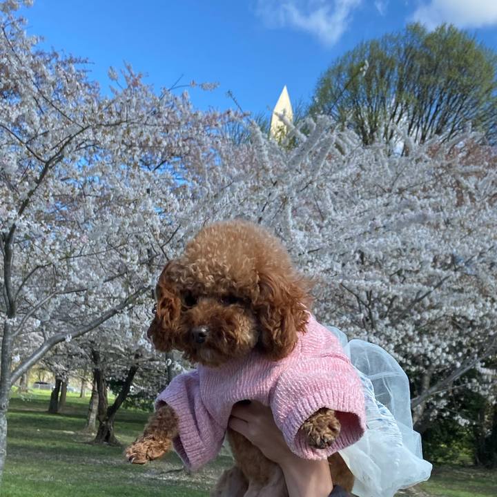 4d130afe cafa 4d31 8d4c 6f248fde1278 1617410481426