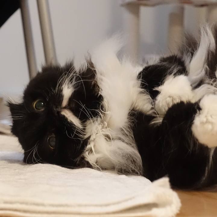 4d137dcf 4075 411c 869f 076892dc2aca 1547481033918