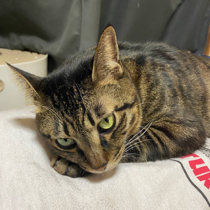 4d1713ff e6f7 4390 8fed f869ac629e82 1605235850296