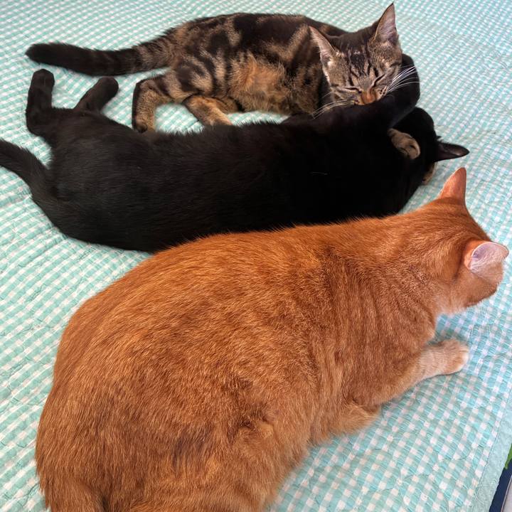 4d1767a0 cca2 4d4f a821 eb3580cef60d 1754696597486