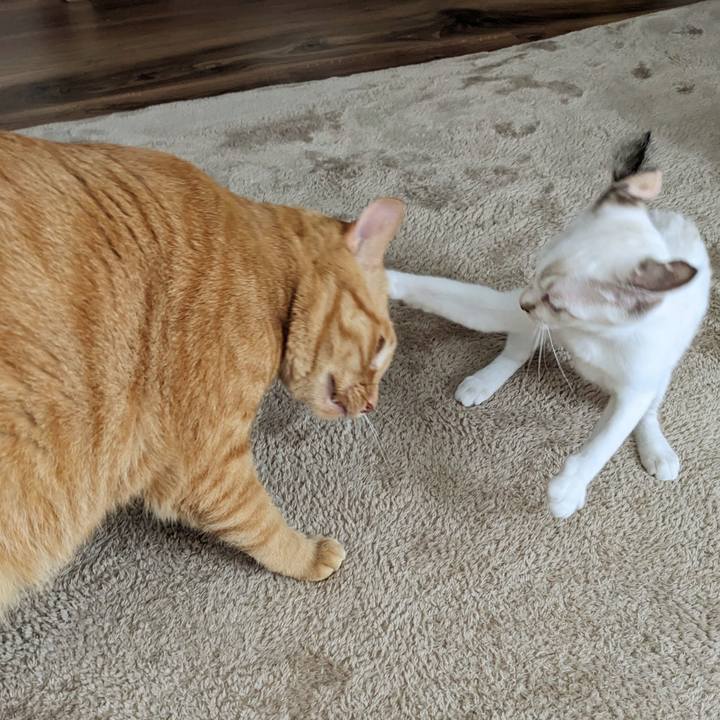 4d17cc1e 4bb0 4c2f ada0 38582b61d595 1690182135024