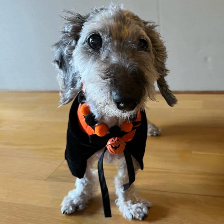 4d17e883 2d0c 4ac8 bfc1 b0337eb47cc5 1665317563692