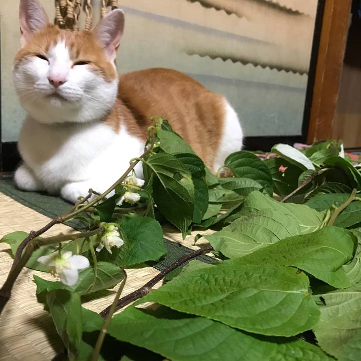 4d196514 e9b8 4b44 9c70 f69552496267 1529231935215