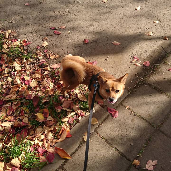 4d198a2f a9c9 4752 8b95 1cb988c951ff 1510383030111