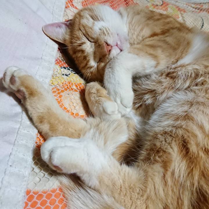 4d19bca8 edd9 40a5 919f ef86e407ab27 1581425065556