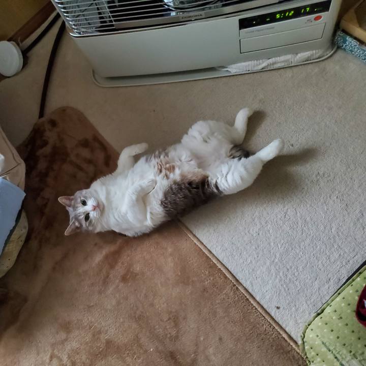 4d1ac3c8 5a2b 478f aa16 275089ba3064 1716949846393