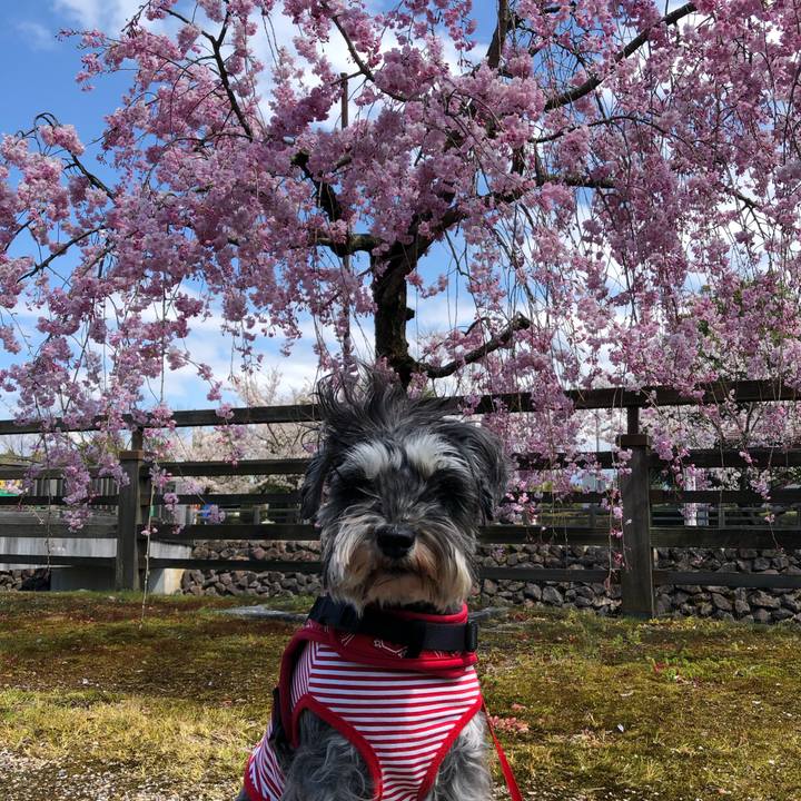 4d1c3ae2 1516 4127 9d3f 142b1bef2338 1586585900762