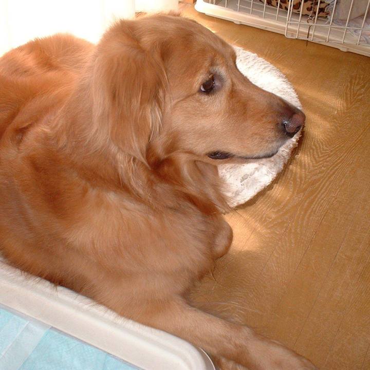 4d1c3b56 0138 4096 80f8 e8a6c0ca09f6 1547389532141