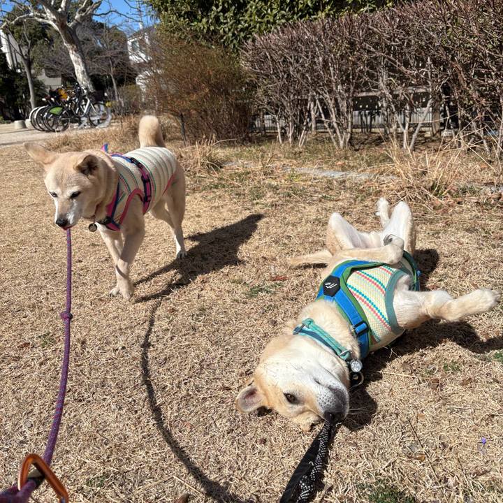 4d1cff10 d2cb 46fc 9543 8b96756329b0 1771477743897