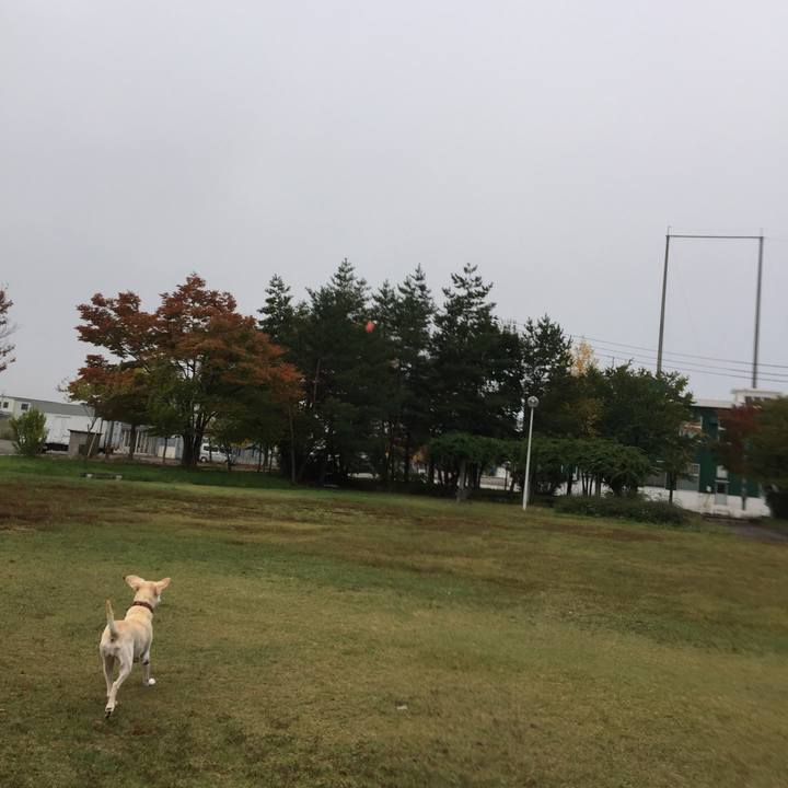 4d1f6fef bad5 4811 95bd 324695d630d9 1508987954110