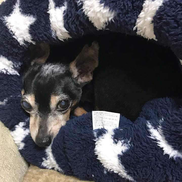 4d1feaaf b11c 4f7e 9ef6 c71b843b0125 1545527198398