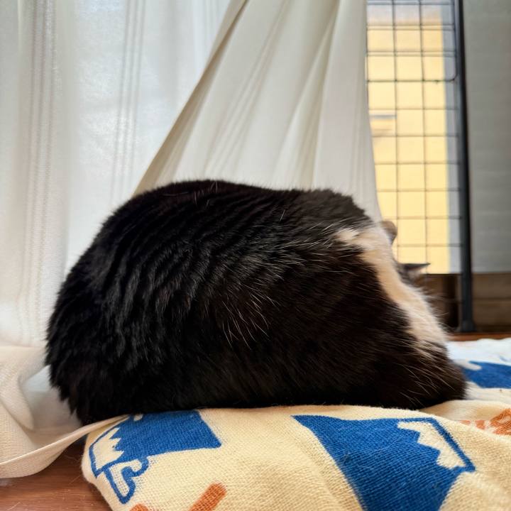 4d20624f 0d86 48ef ac5d 8b4a67bc74de 1734488152461