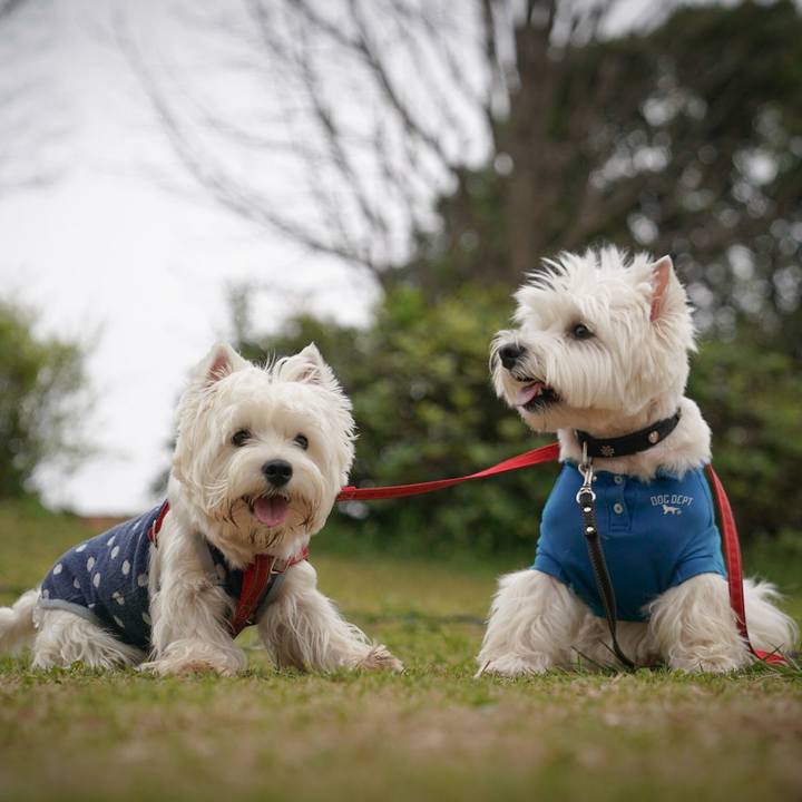 4d211a9d 1499 46fe 9990 40e5b0d3e728 1522760861028