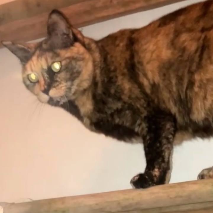 4d213e7d dc69 43d4 b104 3108e30ca38f 1742242757262