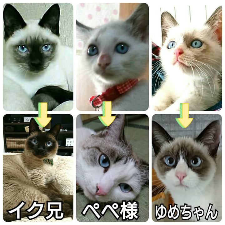 4d215f90 5d91 4abb a2b8 a73f264c4a93 1525690343610