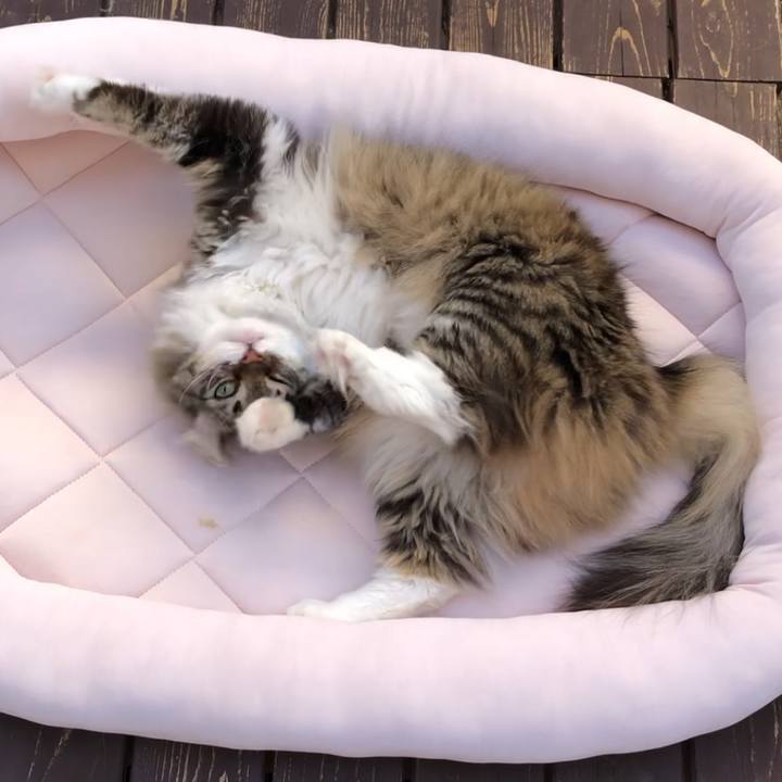 4d25cbcf c402 4f04 9317 cbab302a3cd5 1558769525334